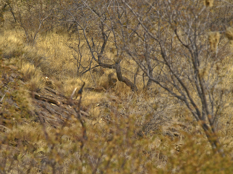 Amani Lodge, Cheetah